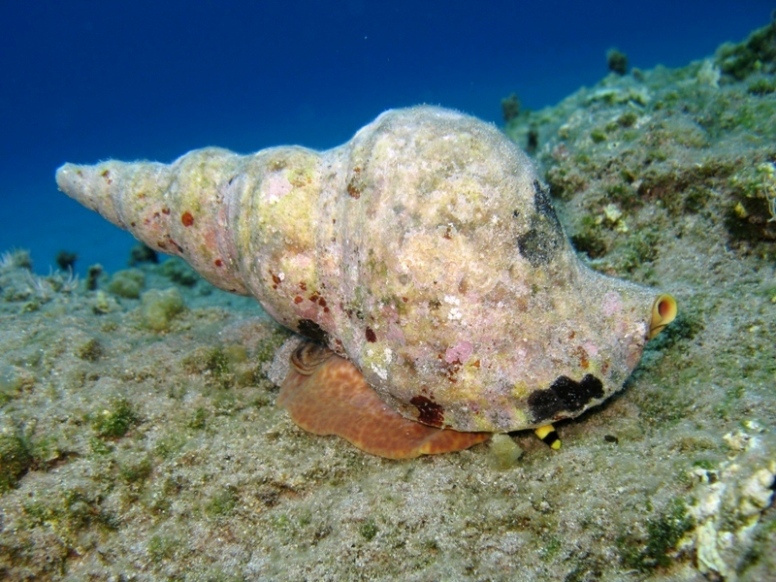 Charonia variegata (Lamarck, 1816)